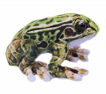Knuffeldier Kikker - Giftige boomkikkers - premium kwaliteit knuffels - groen - 24 cm