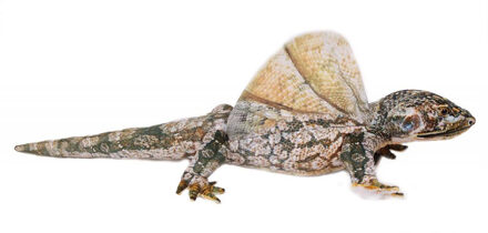 Knuffeldier Leguaan - zachte pluche stof - schutkleuren - kwaliteit knuffels - 65 cm Multi