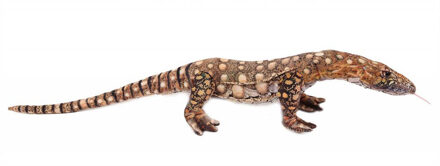 Knuffeldier Leguaan - zachte pluche stof - schutkleuren - kwaliteit knuffels - 90 cm