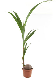 Kokospalm (Cocos Nucifera) - P 19 cm