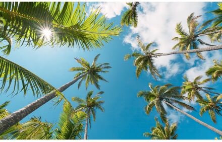 Komar Fotobehang - Coconut Heaven II 450x280cm - Vliesbehang Multikleur