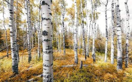 Komar Fotobehang - Colorful Aspenwoods 450x280cm - Vliesbehang Multikleur
