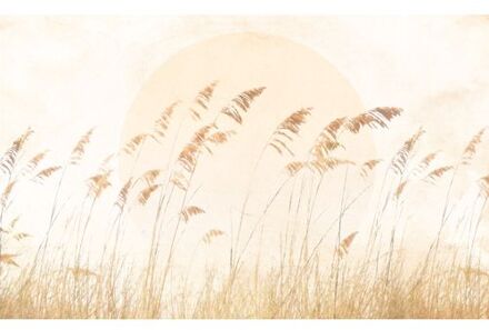 Komar Fotobehang - Dune Grass 400x250cm - Vliesbehang Multikleur