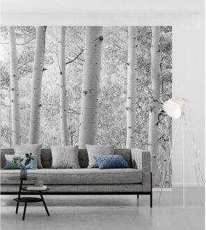 Komar Fotobehang - Espenwald 450x280cm - Vliesbehang Multikleur