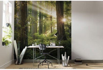 Komar Fotobehang - Goblins Woods 250x280cm - Vliesbehang Multikleur