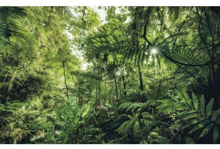 Komar Fotobehang - Into The Jungle 400x250cm - Vliesbehang Multikleur