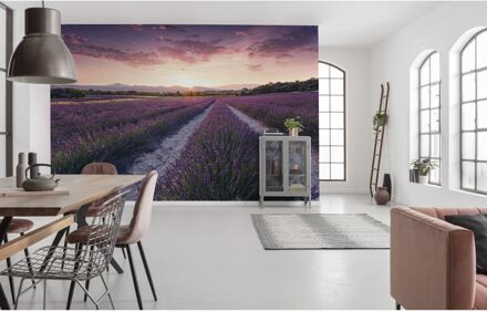 Komar Fotobehang - Lavender Dream 450x280cm - Vliesbehang Multikleur