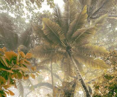Komar Fotobehang - Palms Panorama 300x250cm - Vliesbehang Divers - 300x250 cm