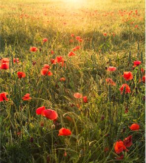 Komar Fotobehang - Poppy World 250x280cm - Vliesbehang Multikleur