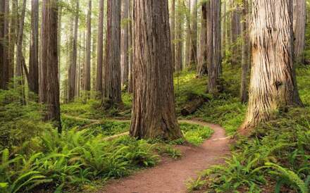 Komar Fotobehang - Redwood Trail 450x280cm - Vliesbehang Multikleur