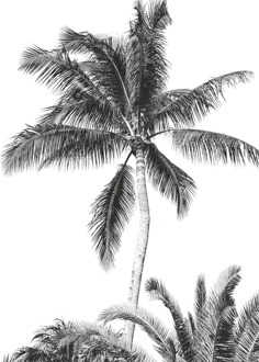 Komar Fotobehang - Retro Palm 200x280cm - Vliesbehang Multikleur