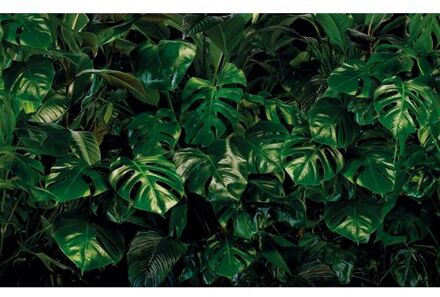 Komar Fotobehang - Tropical Wall 400x250cm - Vliesbehang Multikleur