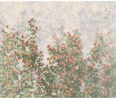 Komar Fotobehang - Wall Roses 300x250cm - Vliesbehang Multikleur