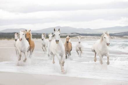 Komar Fotobehang - White Horses 368x254cm - Papierbehang Multikleur