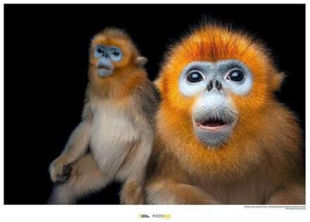 Komar Golden Snub-nosed Monkey Kunstdruk