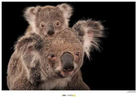 Komar Koala Bear Kunstdruk