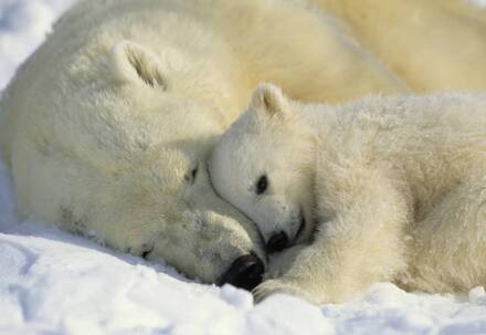 Komar Polar Bears Fotobehang 184x127cm