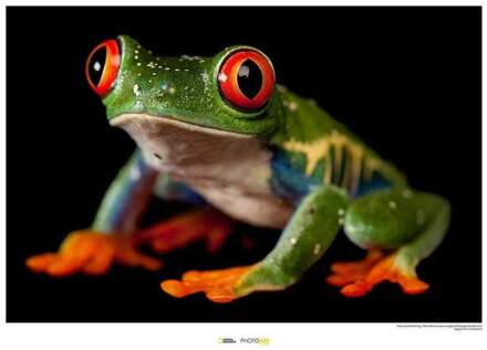 Komar Red-eyed Treefrog Kunstdruk 70x50cm