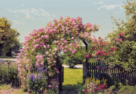 Komar Rose Garden Fotobehang 368x254cm