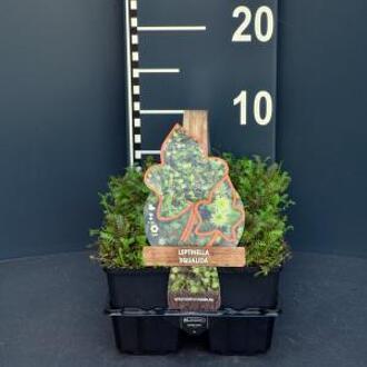 Koperknoopje (leptinella squalida) bodembedekker - 4-pack - 1 stuks