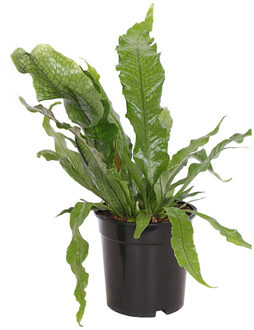 Krokodillenvaren (Microsorum Crocodyllus) P 17 cm