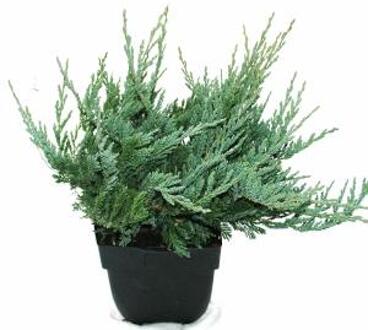 Kruipende jeneverbes (Juniperus horizontalis "Blue Chip") conifeer