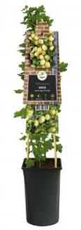 Kruisbes Ribes Uva Crispa Invicta 75 cm klimplant