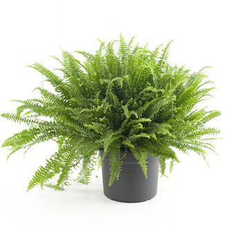Krulvaren Groot (Nephrolepis Boston) - P 26 cm