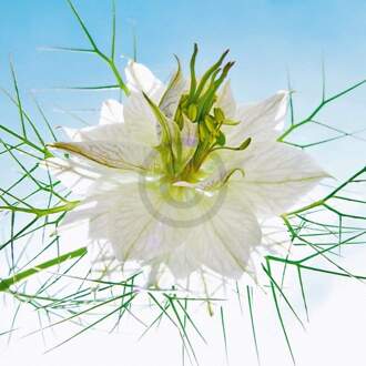 Kunstdruk Ingrid Ulmer - Seiltänzer weiß 50x50cm Divers - 50x50 cm