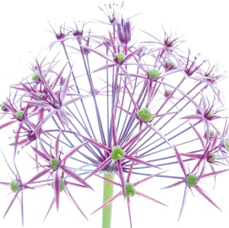 Kunstdruk Ingrid Ulmer - Wunderkerze 50x50cm Divers - 50x50 cm