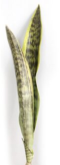Kunstmatige Groene Planten Plastic Nep Bloemen Sansevieria Indoor Simulatie Vetplanten Voor Voor Thuis Bruiloft Decoratie