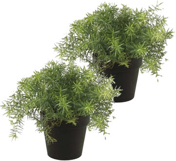 Kunstplant Asparagus - 2x - groen - in zwarte pot - 25 cm