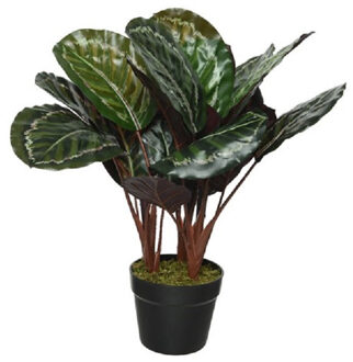 Kunstplant Calathea - Makoyana - voor binnen - 47 cm