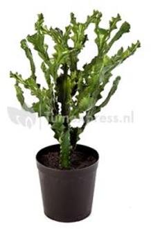 Kunstplant Mountain cactus XL
