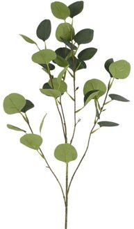 Kunsttak Eucalyptus