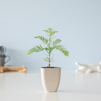 Kustmammoetboom - Sequoia Sempervirens - Brievenbusboompje