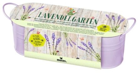 Kweekset lavendel in zinken plantenbak