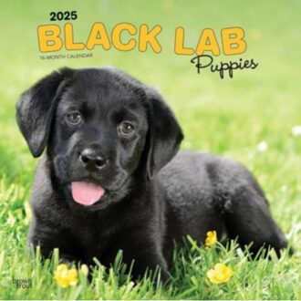 Labrador Retriever Puppies Black 2025 Sq