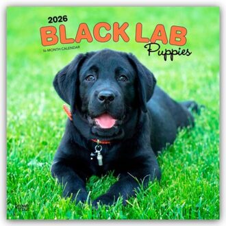 Labrador Retriever Puppies, Black 2026 Square Flap Calendar - Browntrout Wandkalender - Browntrout Publishers