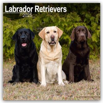 Labrador Retrievers (Mixed) Calendar 2025 Square Dog Breed Wall Calendar - 16 Month - Browntrout - Avonside Publishing Ltd