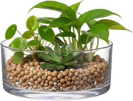 Lage schaal/vaas rond - transparant - glas - 19 x 8 cm - Glazen vazen - woonaccessoires