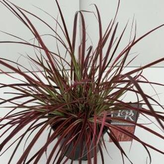 Lampenpoetsersgras (Pennisetum advena "Fireworks") siergras - In 3 liter pot - 1 stuks