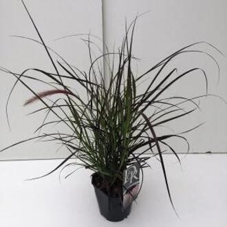 Lampenpoetsersgras (Pennisetum advena "Rubrum") siergras - In 2 liter pot - 1 stuks
