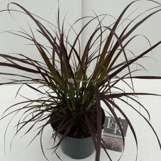 Lampenpoetsersgras (Pennisetum advena "Rubrum") siergras - In 3 liter pot - 1 stuks