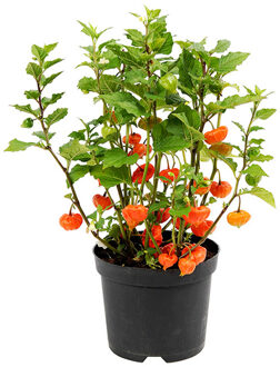 Lampionplant (Physalis Alkekengi) - P 19 cm