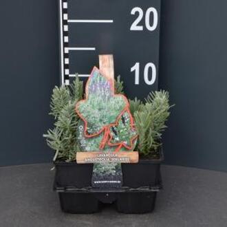 Lavandula angustifolia Hidcote - Lavendel 6 pack