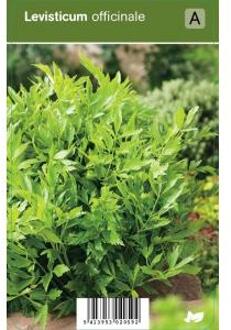 Lavas (levisticum officinale) kruiden - 12 stuks