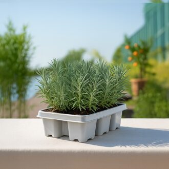 Lavendel 6-pack bundel - Lavandula - P6