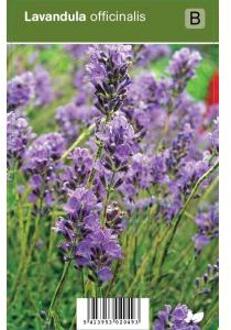 Lavendel (lavandula officinalis) kruiden - 12 stuks