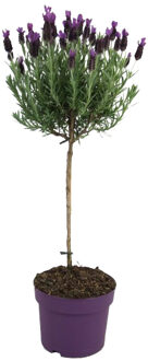 Lavendel st. Anouk (op stam) - P15